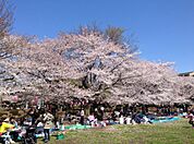 蕨市民公園（540m）