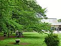 小金井公園まで...