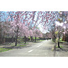 小金井公園