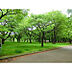 周辺：小金井公園