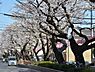 周辺：【公園】桜並木公園まで622ｍ