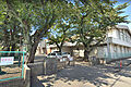 清新小学校（1...