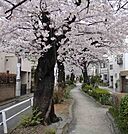 呑川柿の木坂支流緑道（601m）