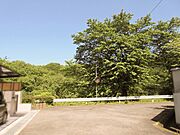 家の前の道路から東側を見たところです/緑が広がっています