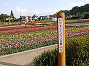 チューリップ公園　徒歩11分・春になると美しいチューリップがあたり一面に咲きます。