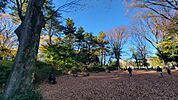 石神井公園