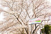 飯能ライオンズ桜並木 1700m