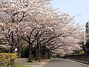 仙台堀川公園の桜（937m）