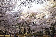 大宮公園で見事な桜を見てください。