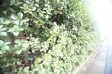 マンションの敷地内には、植栽が施されております♪