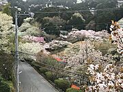 【オーナー様ご提供】なんと桜公園の桜がご自宅からご覧いただけます。