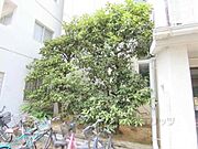 植栽