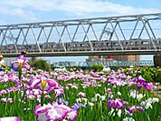 小岩菖蒲園小岩菖蒲園 720m