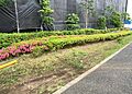 中庭（パティオ...