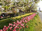 公園「信濃川やすらぎ堤緑地まで3721m」