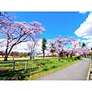 公園「運動公園南緑地まで1028ｍ」
