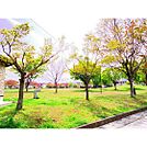 公園「三本柳中央公園まで286ｍ」