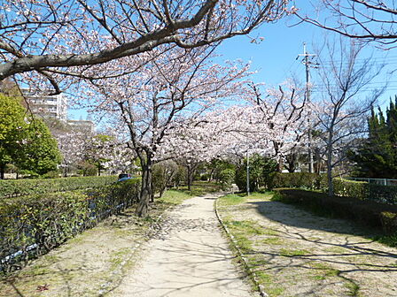 桜通り(春には花見が楽しめます)約400m