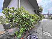 植栽