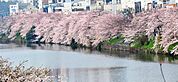 外濠公園（春）　春は見事な桜を楽しめます。徒歩6分ほど