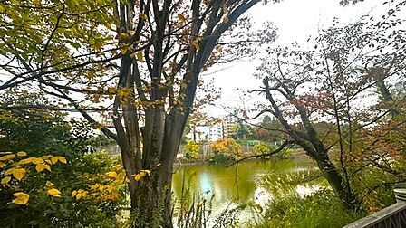 外濠公園(秋) 秋は紅葉を楽しめます