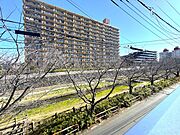 目の前に桜並木が広がる住まい。四季を感じられる風情ある眺望です