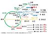 その他：柴又駅 路線図