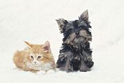 【同仕様写真】一軒家なのでワンちゃんや猫ちゃんなどと、ペット飼育可能な点も嬉しいですね。大切な家族と一緒に新生活を楽しんで下さい。