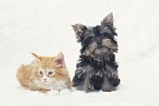 憧れのペットを飼う夢を戸建てで実現してみてはいかがでしょうか。