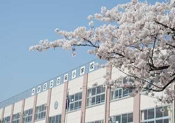 中野区立白桜小...