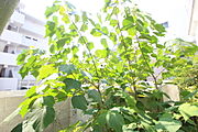 ※別部屋の写真です