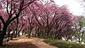 周辺：【公園】菊名桜山公園まで1010ｍ