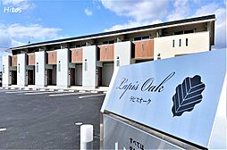 Lapis Oak（ラピスオーク） 103