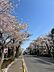 その他：前面道路さくら通り　2026年3月撮影
