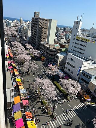 桜(昼)