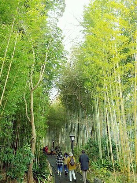竹林の小径 900m