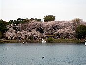 洗足池公園（800m）