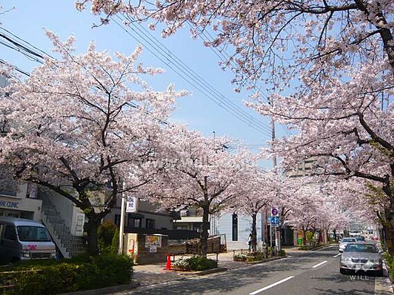 茶屋之町の桜並...