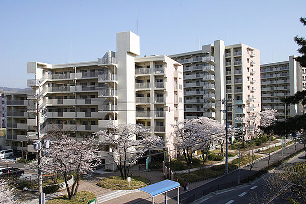 画像14:春には敷地内の桜が咲き誇ります。