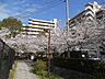 その他：住棟近くの遊歩道と桜並木。晴れた日にはお散歩がしたくなります。