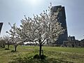 春は桜の下でお...