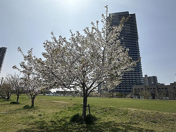 春は桜の下でお...