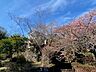 その他：【桜】春には桜が満開になります