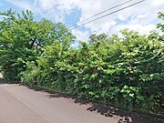 【現地写真】日当たりの良さが伝わります