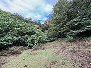 広い敷地は伐採など整備が必要です