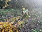 【状況】現在の敷地の状況です