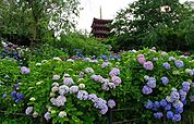本土寺別名あじさい寺といわれる日蓮宗の名刹で、3万本のあじさいと6千本の花菖蒲が見事です。また、あまり知られていないようですが、紅葉の季節も風情があり、オススメです。 1680m