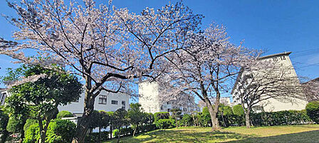 4月には目の前桜が満開となります