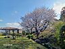 その他：桜の木