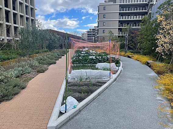 家庭菜園